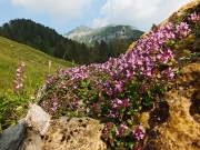 92 Fiori di timo con vista in Cavallo.